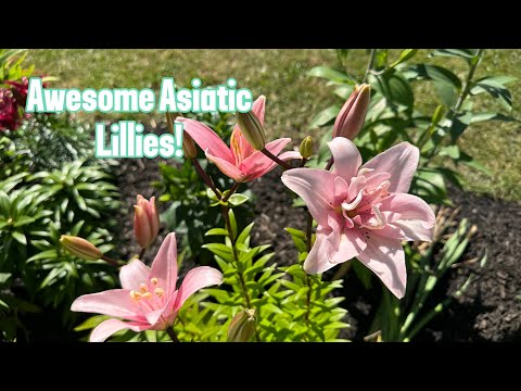 Lily Asian Arches