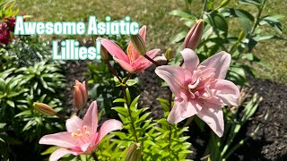 Asiatic Lillies: Tour and Care Guide + IMPORTANT warning