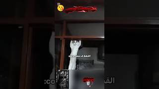 قطط مصر 😂😂 #الشعب_الصيني_ماله_حل #fppppppppppppppppppp #ضحك #قطط