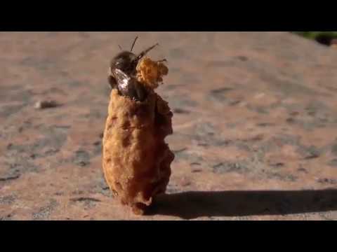 download lagu mp3 mp4 La Reine Des Abeilles, download lagu La Reine Des Abeilles gratis, unduh video klip La Reine Des Abeilles