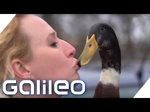 Daniel the Duck: How do therapy ducks help? | Galileo | ProSieben