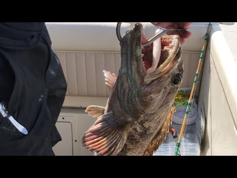 download lagu mp3 mp4 Rock Cod Vs Rockfish, download lagu Rock Cod Vs Rockfish gratis, unduh video klip Rock Cod Vs Rockfish