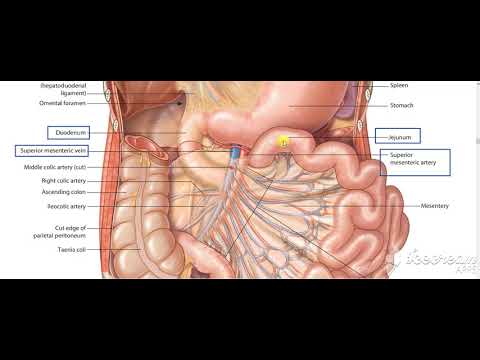 Pancreas head relations