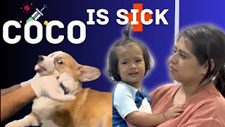 Download lagu Naye Dog Coco ki potty me nikla khoon😱 | Littleglove mp3