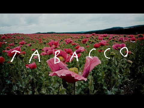 Julian le Play – Tabacco