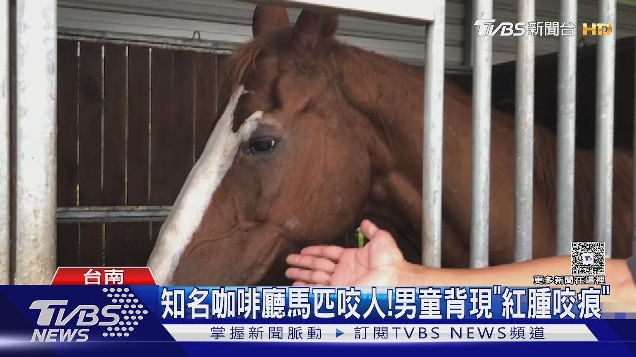 知名咖啡廳馬咬傷人!男童背現「紅腫咬痕」 業者致歉