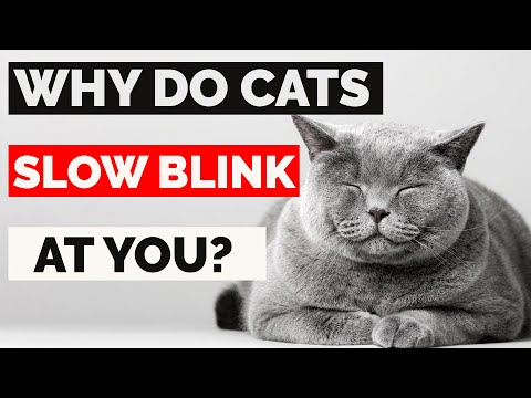 Do Cats Blink To Say I Love You? : Why Does My Cat Slow Blinks At Me? | Cat Slow Blinking Explained