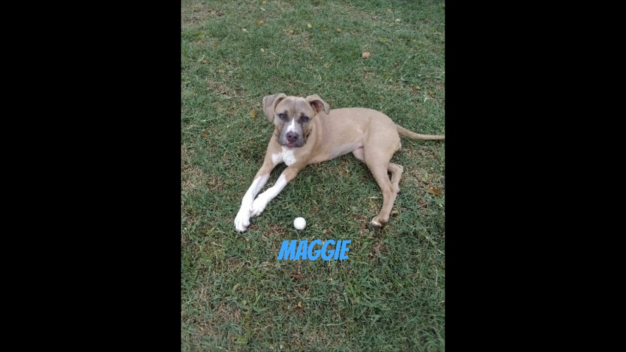 Enlarge Maggie , an adopted mixed breed in Weeki Wachee, FL video 6/6