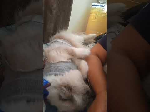 Naglambing ang makulit kung kitcat