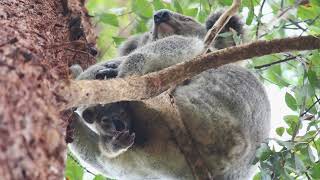 Koala Conservation Australia - WKB Joey Announcement