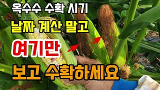 옥수수 수확시기 어렵게 날짜 계산 하지말고 여기만 보고 수확하세요