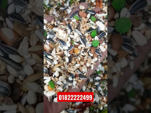 Vídeo relacionado con Versele-Laga Prestige Loro-Parque African Parrot Mix | 1 kg | Mezcla de Semillas para Loros africanos | con gránulos extruidos VAM | Vitaminas y minerales