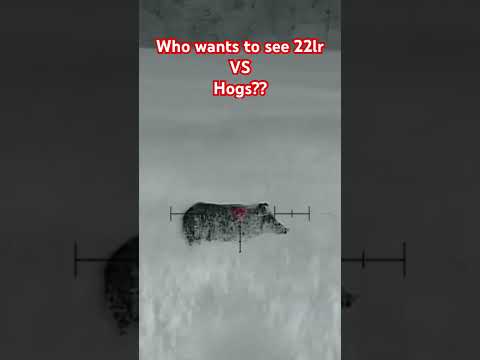 Is 22lr enough for hogs 🤔 ?? Find out soon ….