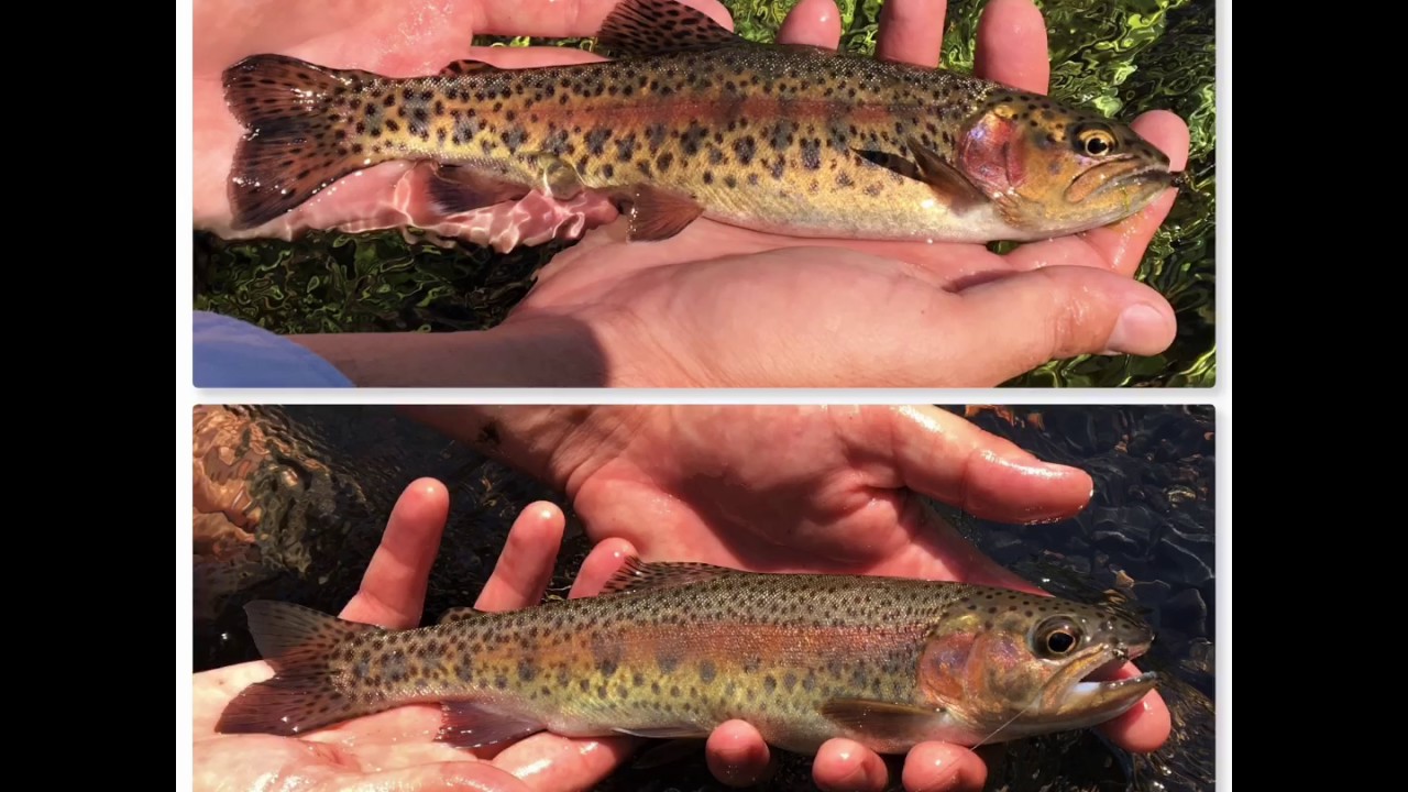 Redband Trout in Modoc County