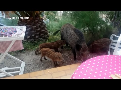 Les sangliers débarquent en ville !