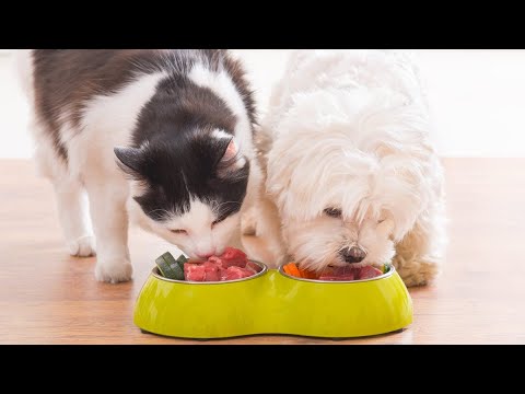 Keeping your pup safe Can dogs eat cat food Is it better for them
