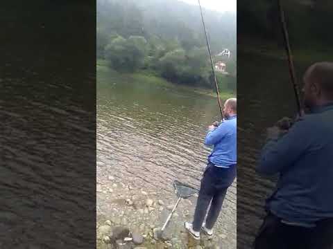 17.08.2023 Pecanje skobalja na Drini. Tako se to radi😉