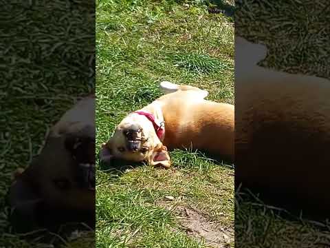 #podengomix #braincells