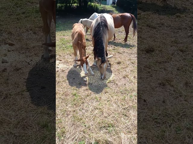 Puledro Palomino (Race) In vendita 2025 Palomino ,  Miracle du Moulin Pre