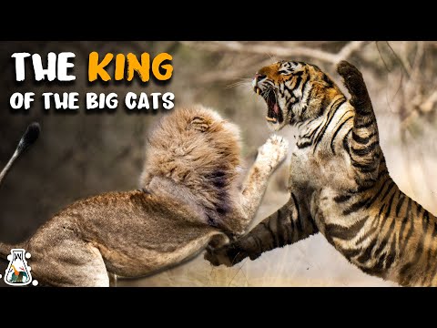 How Strong is a Tiger Compared to Other Big Cats?