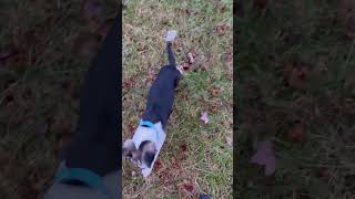 Video preview image #1 American Staffordshire Terrier-Siberian Husky Mix Puppy For Sale in Holly Springs, NC, USA
