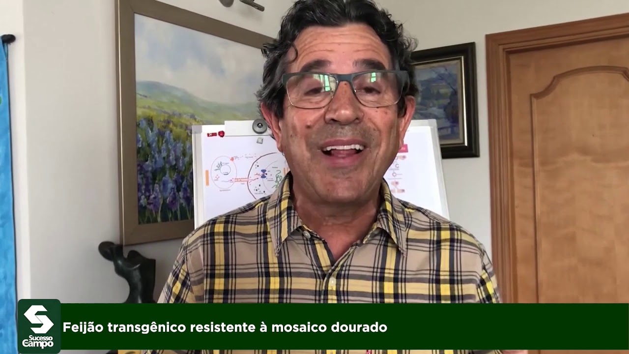 Feijão transgênico resistente à mosaico dourado