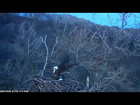 MN DNR Eagles ~ First Mating Of The Season On The Nest! ♥ 11.28.21