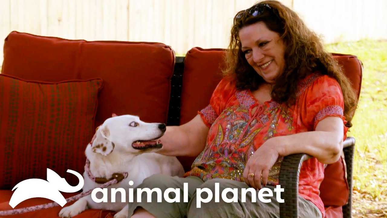 Love at First Bark | Pit Bulls and Parolees | Animal Planet