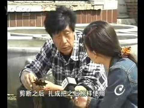 金魚養殖