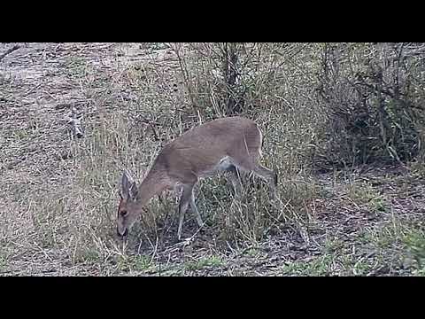 Djuma: Two Grey Duikers - 16:27 - 10/04/20