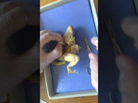 biology junction virtual frog dissection biology junction virtual frog dissection