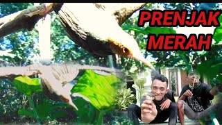 Download lagu Trik pikat burung kecil // prenjak merah MENYERAH oleh trik ARIF CHANNEL mp3