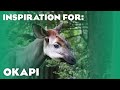 13 Real Okapi Habitats Planet Zoo Inspiration