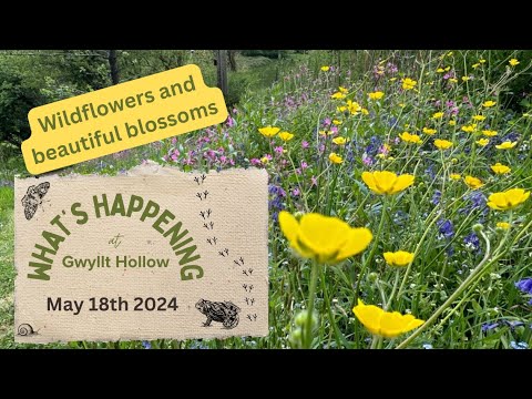 Wild flowers galore... what a wonderful time of year! - May 18th 2024