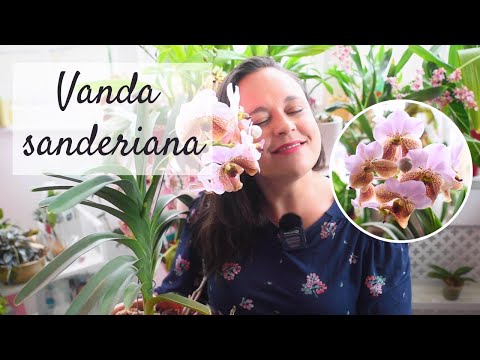 How to grow and care for Vanda Sanderiana  🌸