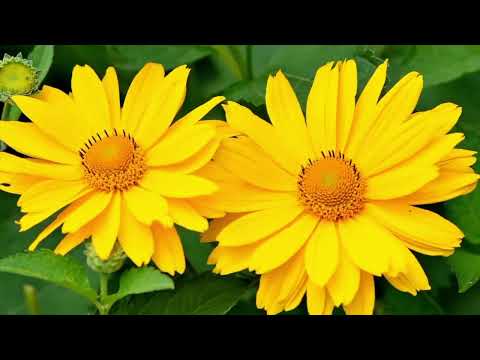 Opwekking 819 Wie deed de eerste zon opgaan 1B