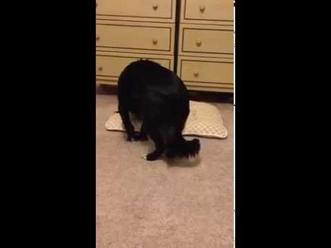 Pranking the Dog with a Whoopie Cushion