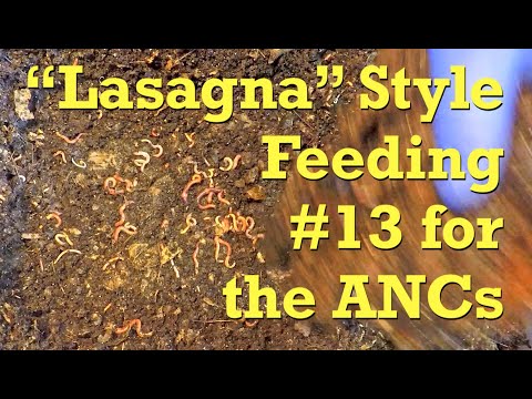 144-day African nightcrawler worm bin's 13th "lasagna" style feeding - vermicompost
