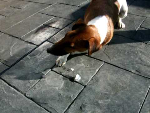 Chester and the Dog Ice