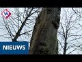 Bomen Zoetermeer gevloerd door ernstige ziektes