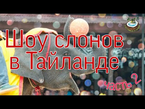 🐘🐘🎉Шоу слонов в Тайланде - часть2️⃣