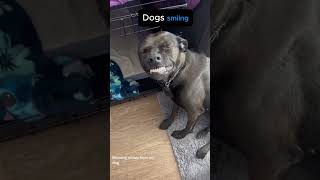 how cute are these dogs smiles. #dogs #smiles #doglove # #funny