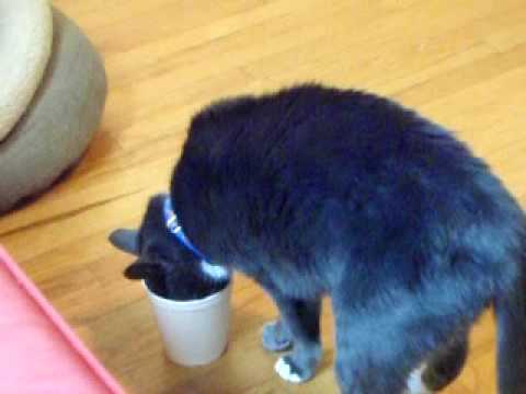 Wilbur the curry-obsessed cat