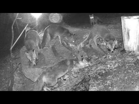 20210415 VOLPE attacco FAINA dopo il tramonto