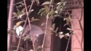 Download lagu Awh hawviana mp3