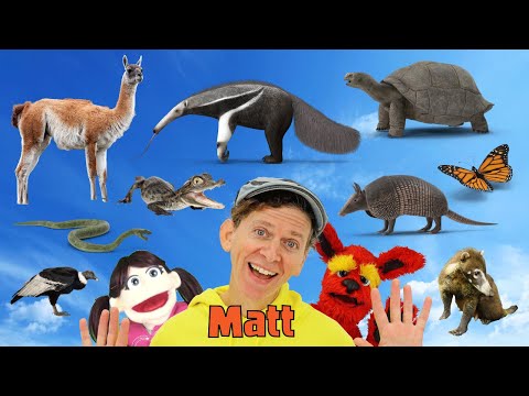 South American Wild Animals | What Do You See? Song  | Find It Version | Dream English Kids