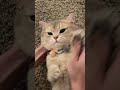 Movierulz Cat Comedy Video 7movierulz Funny Cat Video Shorts