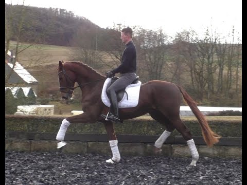 4 years old gelding, Sarotti Mokka Sahne x Don Bosco