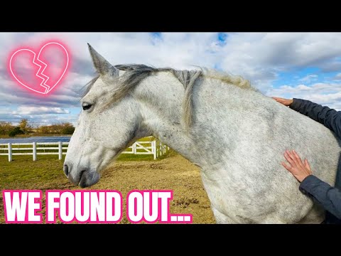 I Tried An Animal Communicator For My Horses! This Is What We Experienced…