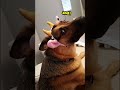 German Shepherd does NOT like his new costume... #funnydogs #cows #shepherd #shorts